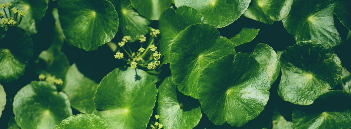 Centella Asiatica: quali sono i suoi benefici sulla pelle - Conero Beauty