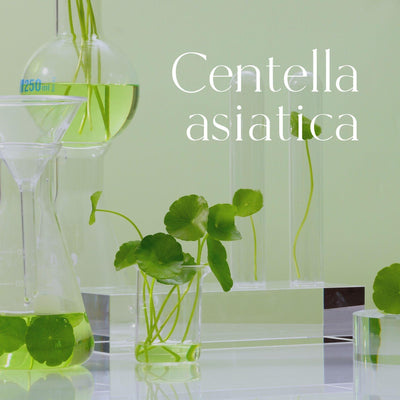 centella-asiatica-conero-beauty